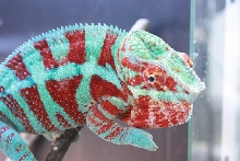 Maikee(CB)