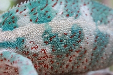 yamachan(Fario CB)02
