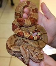 Jezabel
