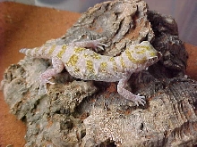 Stenodactylus sthenodactylus