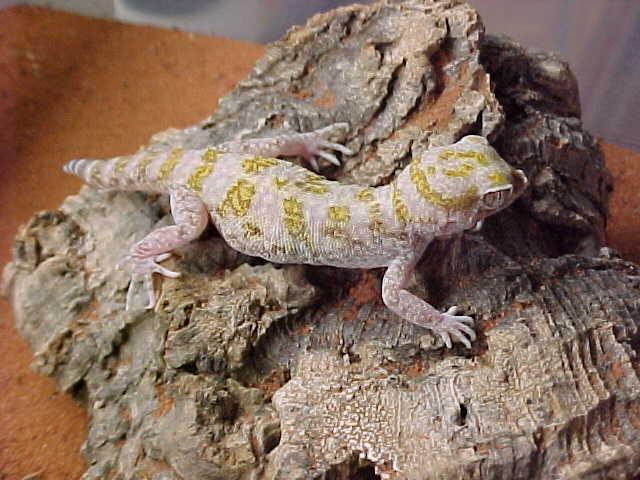 Stenodactylus sthenodactylus