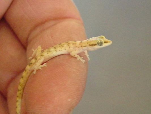 What species is this?