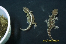 1.1 pictus!