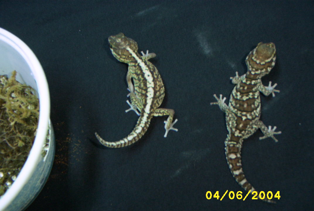 1.1 pictus!
