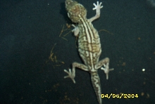Rare Pictus!!