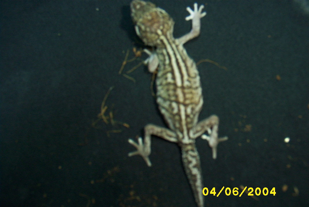 Rare Pictus!!