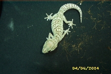 Very NIce Female Pictus Gecko!