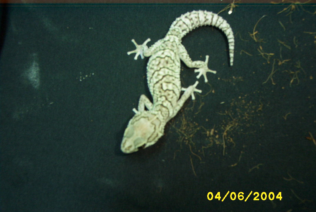 Very NIce Female Pictus Gecko!