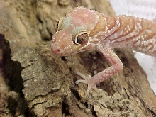 P.picta