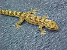 Bavayia sp.