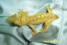 Please look! Pictus
