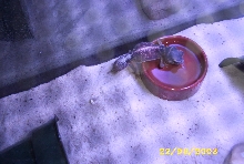 Male n.levis drinking from water bowl!