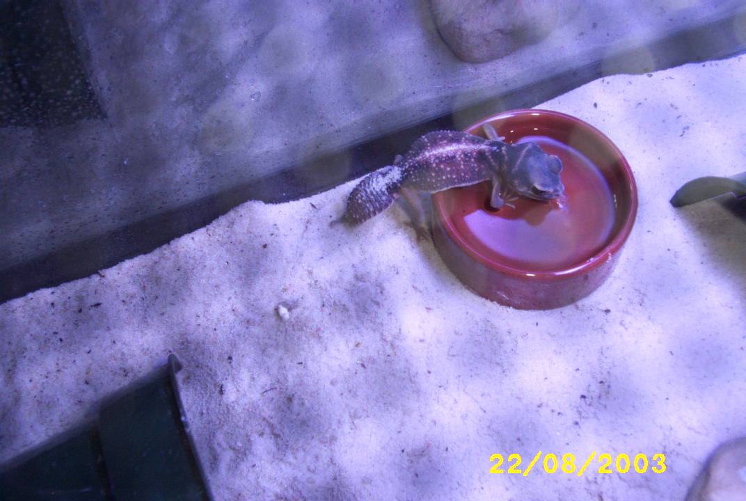 Male n.levis drinking from water bowl!