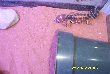 Male N.Levis