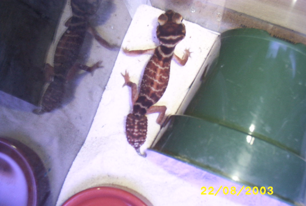 Female N.Levis