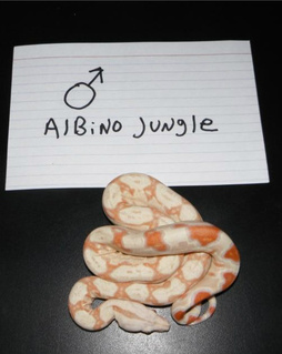 Albino Jungle01