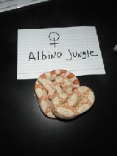 Albino Jungle02
