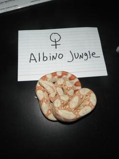Albino Jungle02