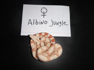 Albino Jungle03
