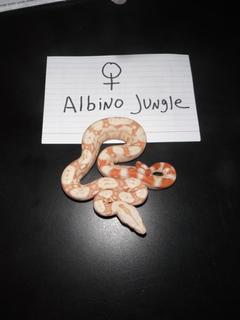 Albino Jungle04