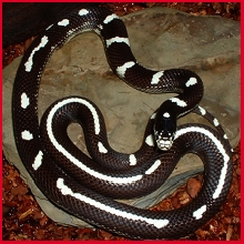 Morse the Kingsnake