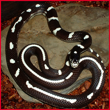 Morse the Kingsnake