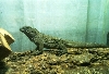 Inis-baby Rhino Iguana