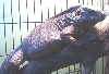 Blue Devil- Grand Cayman Hybrid