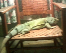 Tootsie relaxing in her chair