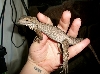 little bitty brand new Inis-Rhino Iguana