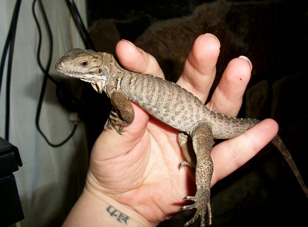 little bitty brand new Inis-Rhino Iguana