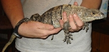 Belize-Ctenosaura Similis