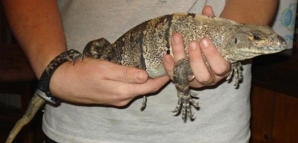Belize-Ctenosaura Similis