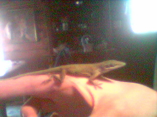 Iggy Again!