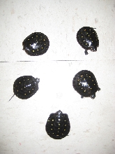 spotted turtles