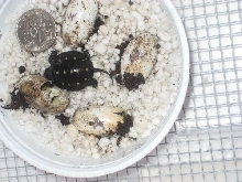 spotted turtle babies