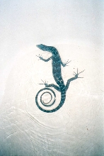 V. Macraei