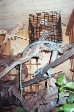 Varanus Macraei
