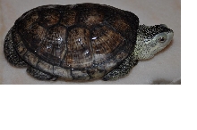 what kind of turtle this ???