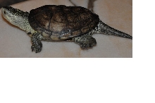what kind of turtle this ???