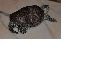 what kind of turtle this ???