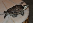 what kind of turtle of this ???