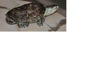 what kind of turtle this ???