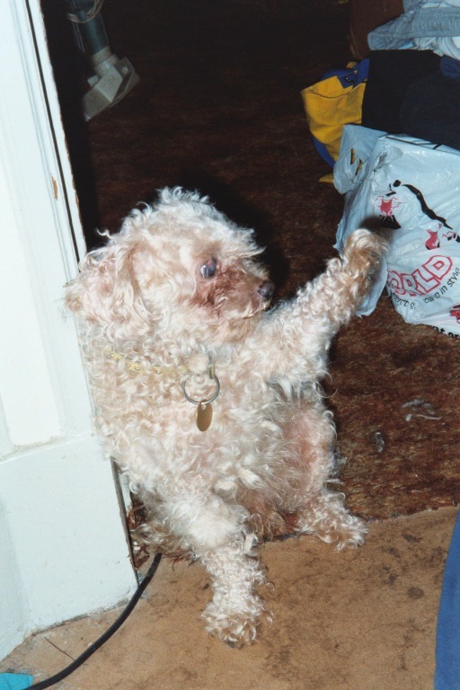 Baby Winky