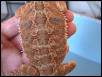 FULL body Sandfire Gold Beardie