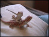 Do you want to know the secret to getting your beardie COLORFULL? CLICK HER