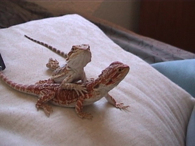 Do you want to know the secret to getting your beardie COLORFULL? CLICK HER