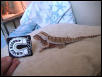 here he is  again.....