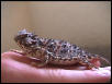 San Diego Horned Lizard