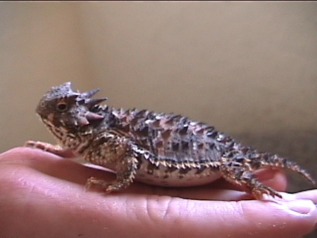 San Diego Horned Lizard